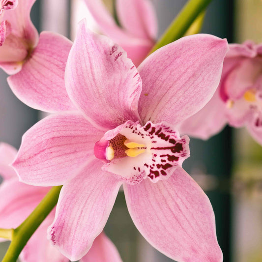 Cymbidiums