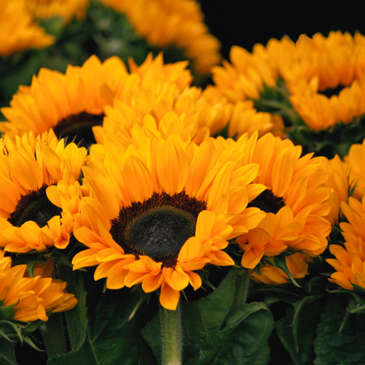Girasoles