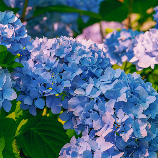 Hydrangeas