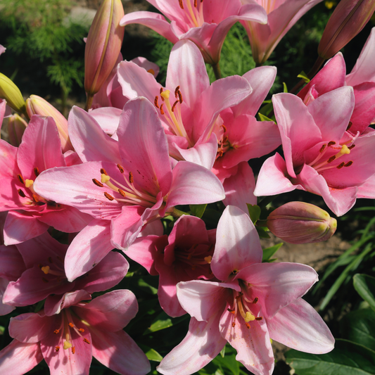 Liliums