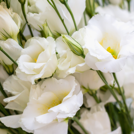 Lisianthus