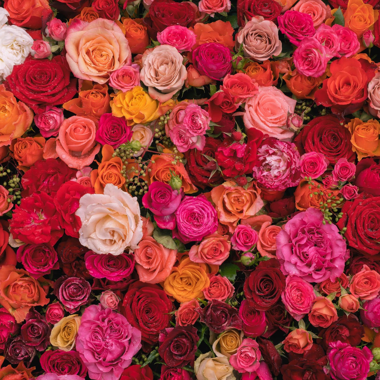 Rosas