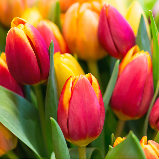 Tulipanes